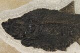 Fossil Fish (Diplomystus) From Wyoming #144209-2